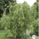 Salix Matsudana tortuosa : H.100/125cm 10L